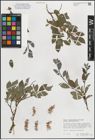 Foto von Salix myrsinifolia subsp. myrsinifolia Salisb.